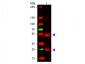 F(ab')2  Anti-Rat IgG (H&L)  Pre-Adsorbed Secondary Antibody